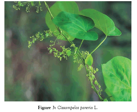 medicinal-aromatic-plants-pareria