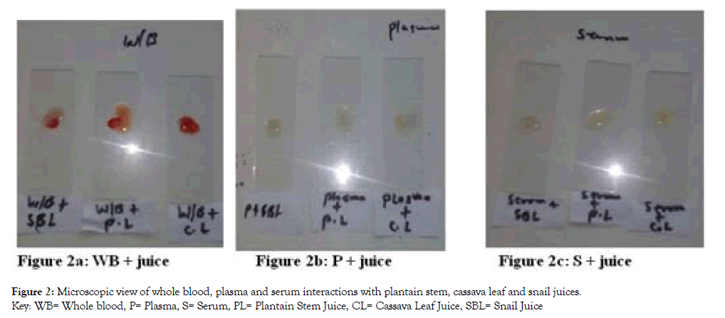 medicinal-aromatic-plants-plantain