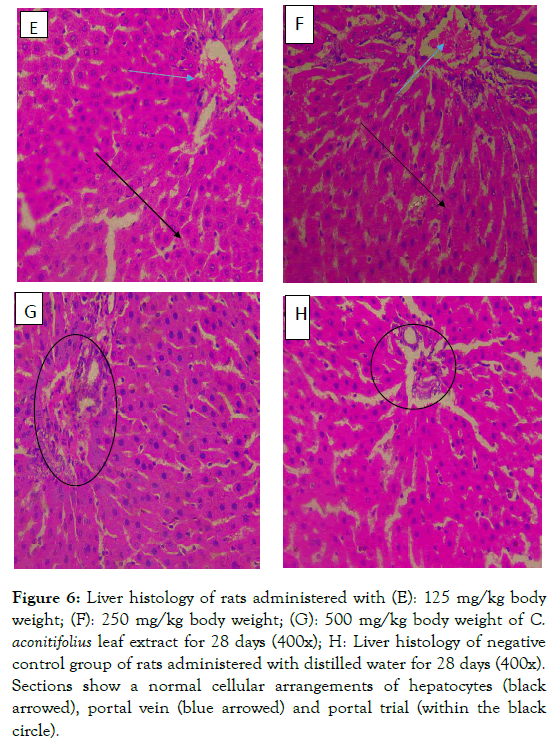 medicinal-aromatic-plants-portal-vein