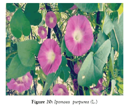 medicinal-aromatic-plants-purpurea