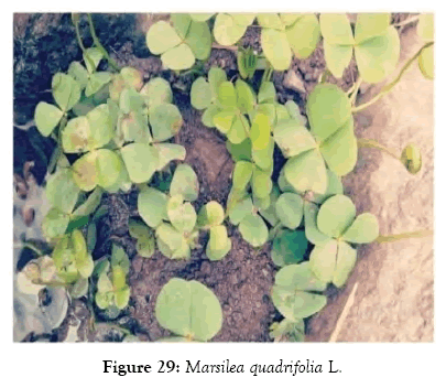 medicinal-aromatic-plants-quadrifolia