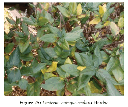 medicinal-aromatic-plants-quinquelocularis