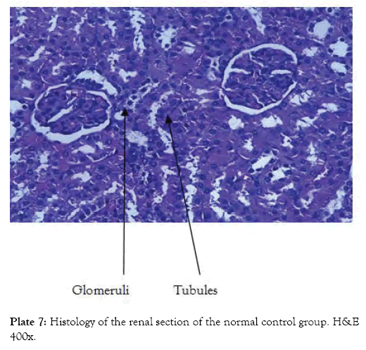 medicinal-aromatic-plants-renal-section