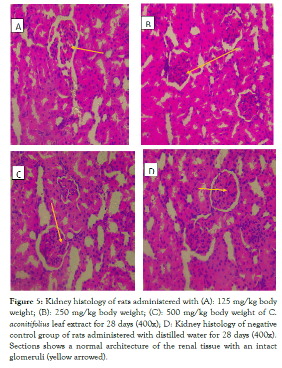 medicinal-aromatic-plants-renal-tissue