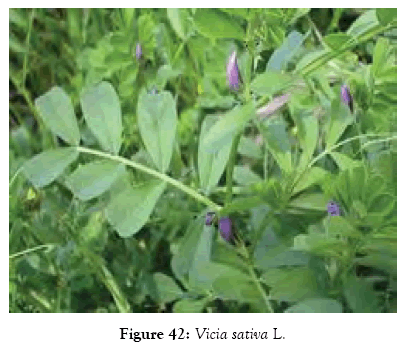 medicinal-aromatic-plants-sativa