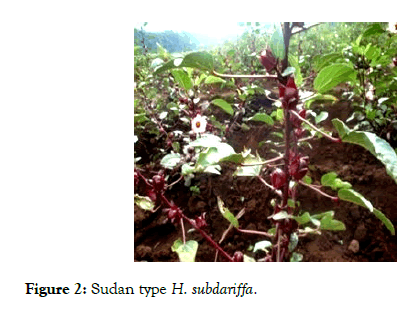 medicinal-aromatic-plants-sudan-type