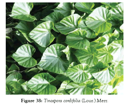 medicinal-aromatic-plants-tinospora