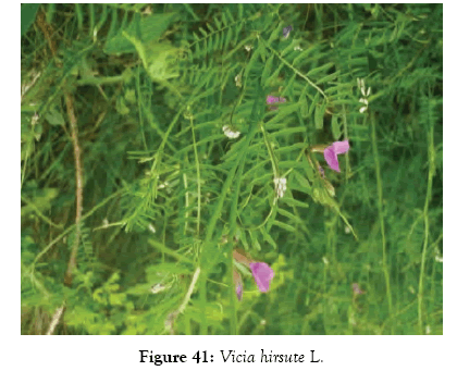 medicinal-aromatic-plants-vicia-hirsute