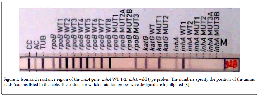 mycobacterial-diseases-Isoniazid-resistance