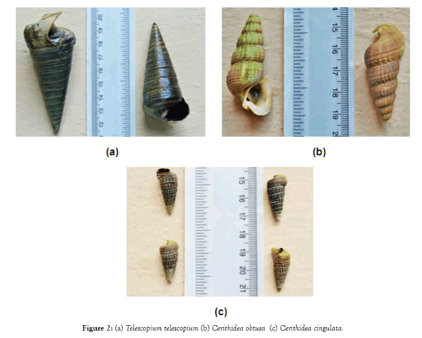 oceanography-marine-research-obtusa