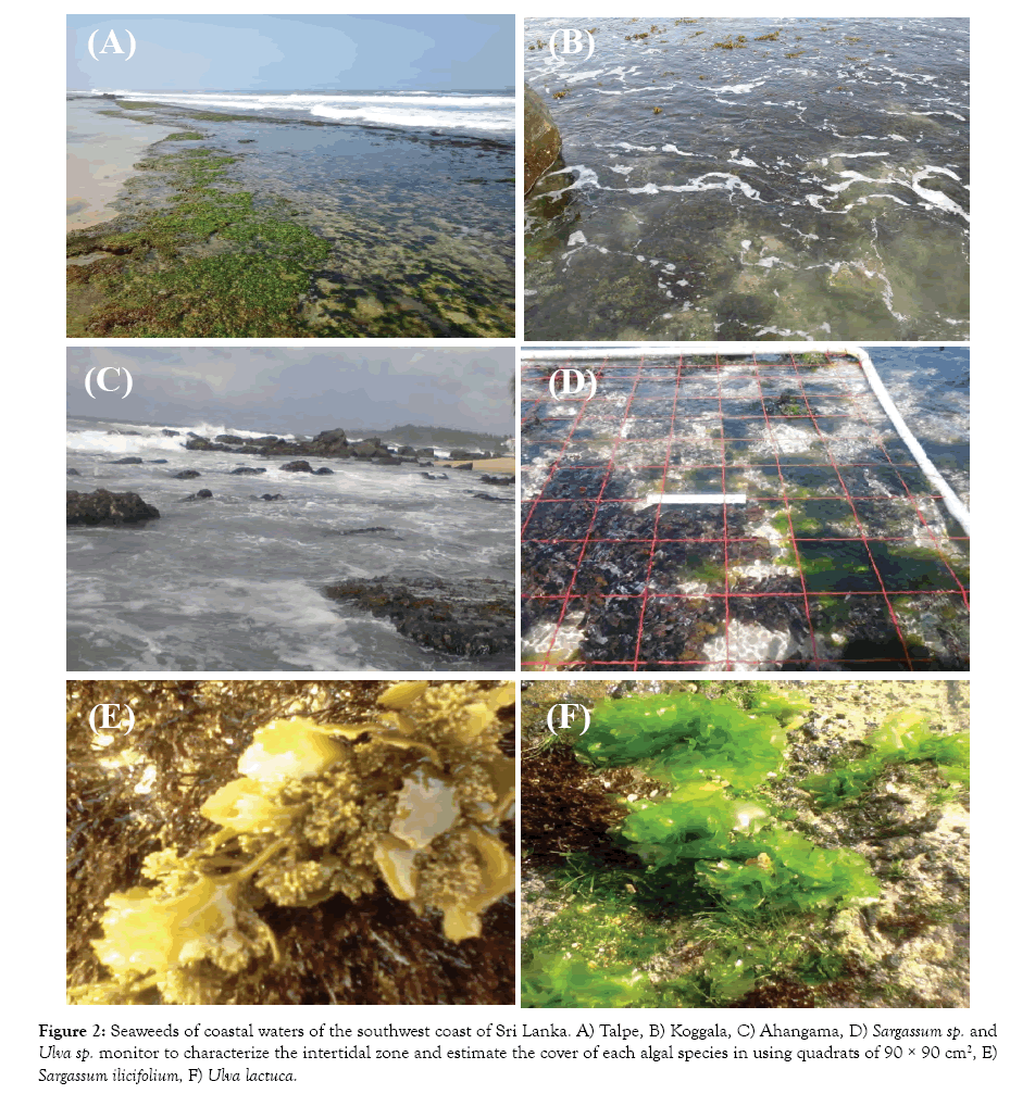 Figure 2: Seaweeds of coastal waters of the southwest coast of Sri Lanka. 