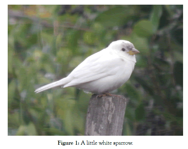 oceanography-marine-research-sparrow