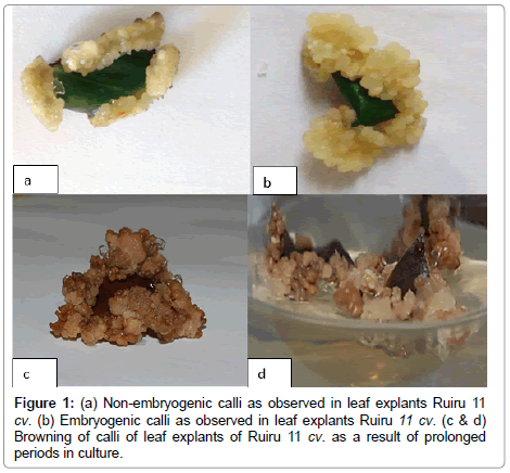 plant-biochemistry-physiology-Non-embryogenic