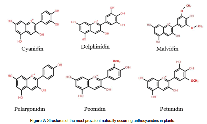 plant-biochemistry-physiology-anthocyanidins