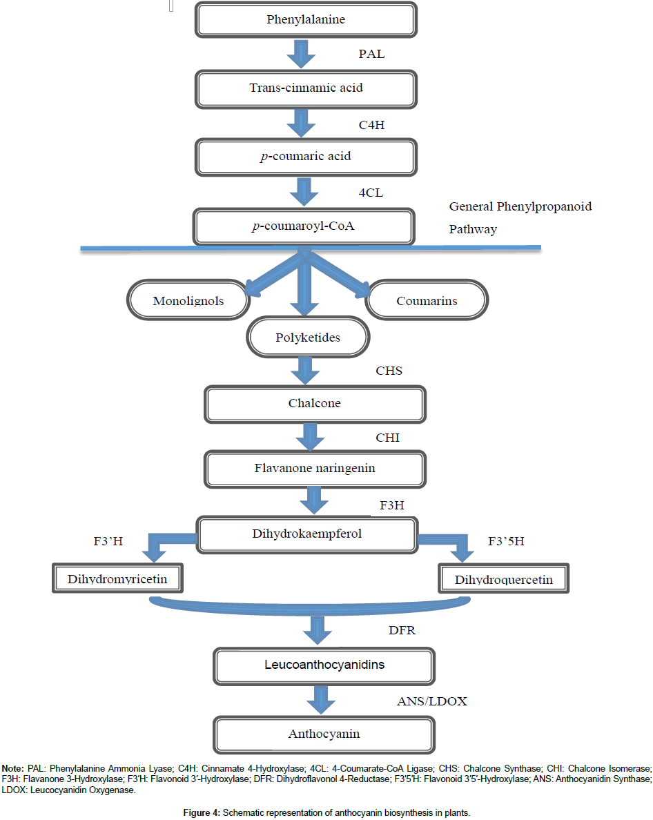 plant-biochemistry-physiology-biosynthesis