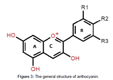 plant-biochemistry-physiology-general-structure