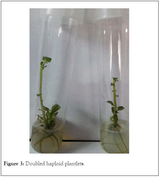 plant-biochemistry-physiology-haploid