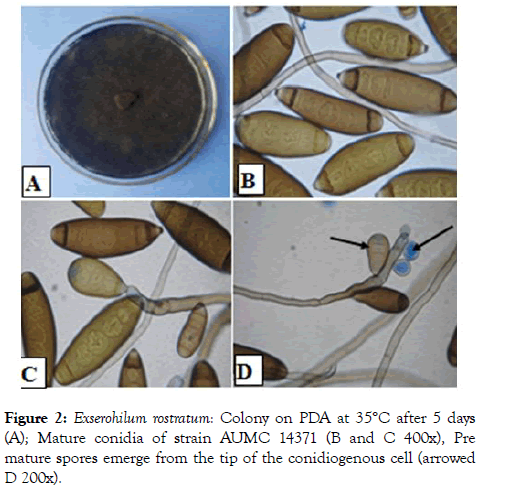 Helminthosporium rostratum,