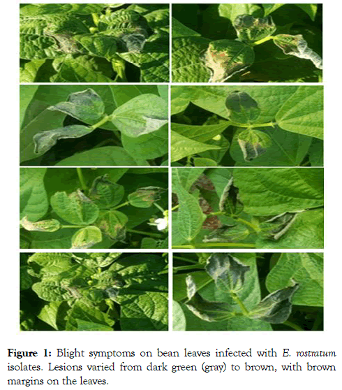 - Helminthosporium rostratum