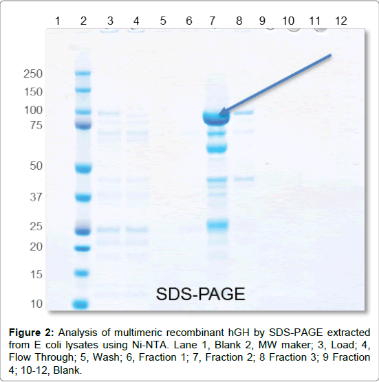 proteomics-bioinformatics-Analysis-multimeric