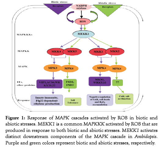 proteomics-bioinformatics-cascades