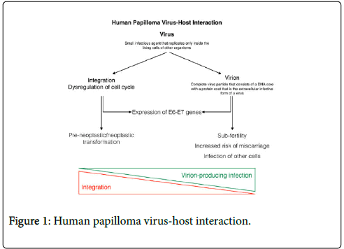 asl 3 papilloma vírus)