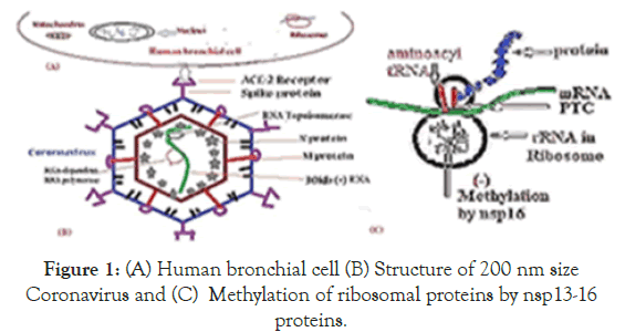 virology-mycology-Structure