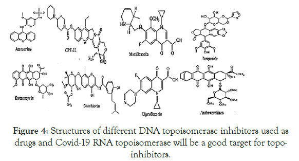 virology-mycology-topoisomerase