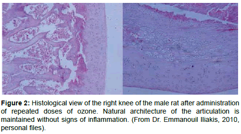 arthritis-right-knee-male-rat