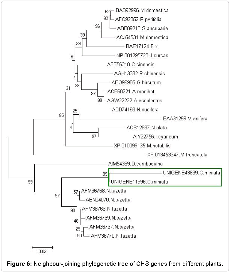 Transcriptomic-Open-Access-Neighbour-joining-phylogenetic-tree-CHS-genes