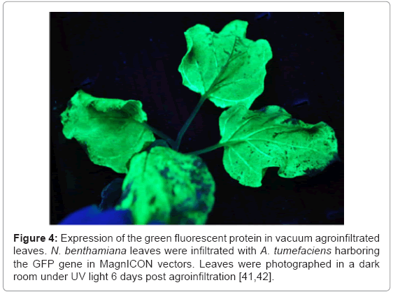 advanced-techniqes-fluorescent-protein
