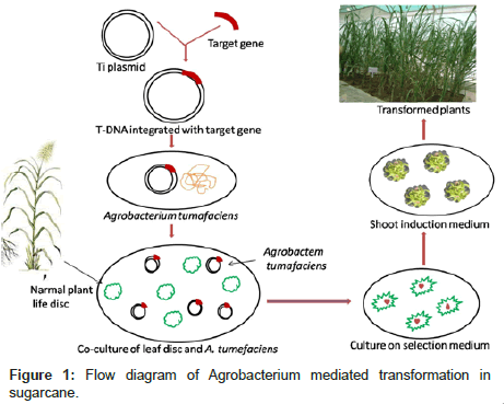 advancements-genetic-engineering-Agrobacterium-mediated