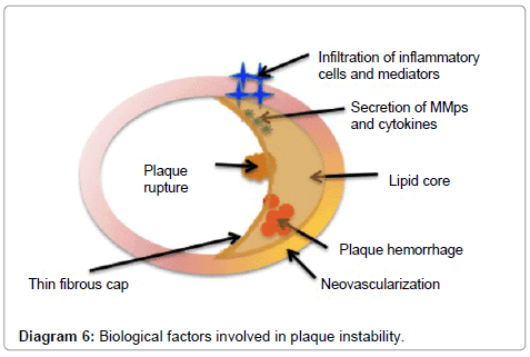 anatomy-physiology-Biological-factors