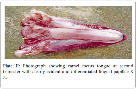 anatomy-physiology-Photograph-showing