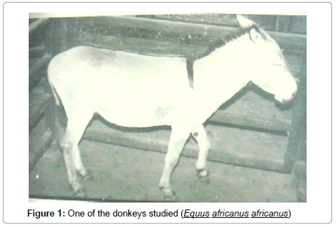 anatomy-physiology-donkeys-studied