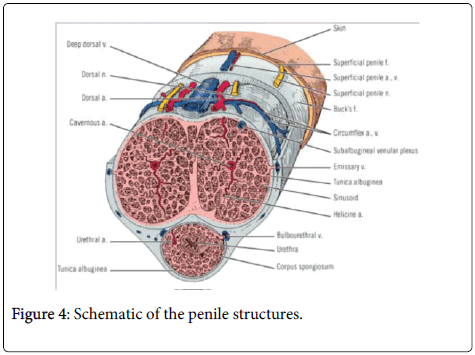 anatomy-physiology-penile-structures