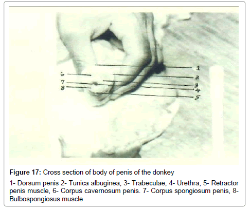 anatomy-physiology-penis-donkey