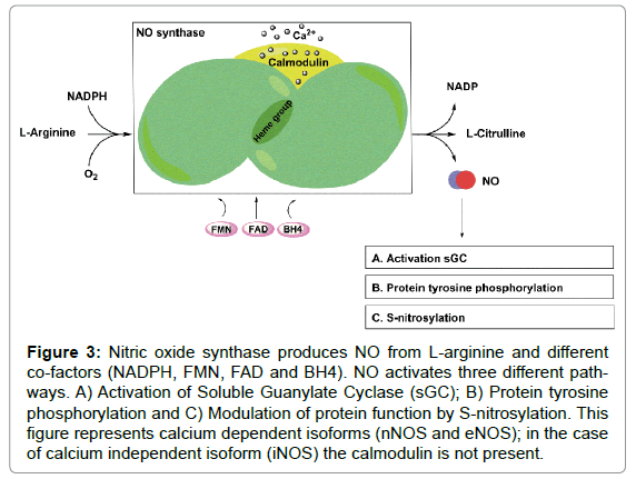 andrology-Nitric-oxide-synthase