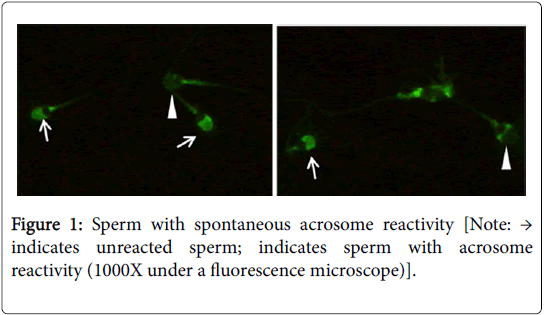 andrology-open-access-indicates-sperm