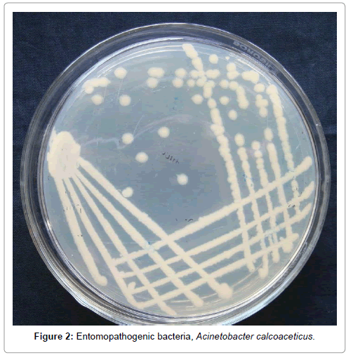 applied-microbiology-bacteria