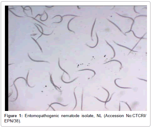 applied-microbiology-nematode-isolate