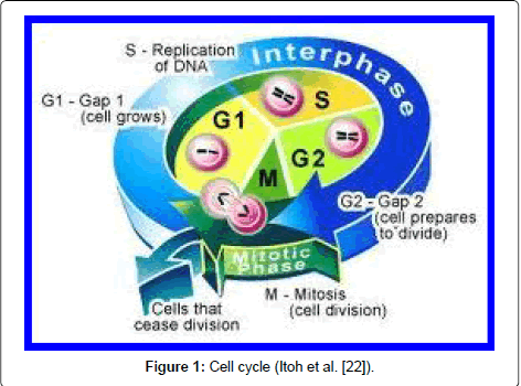 archive-anatomy-physiology-Cell-cycle