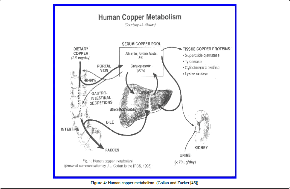 archive-anatomy-physiology-Human-copper
