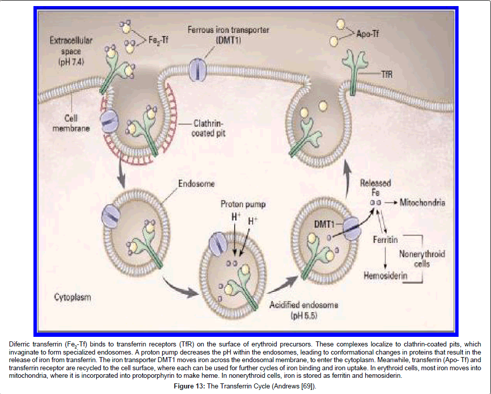 archive-anatomy-physiology-Transferrin-Cycle