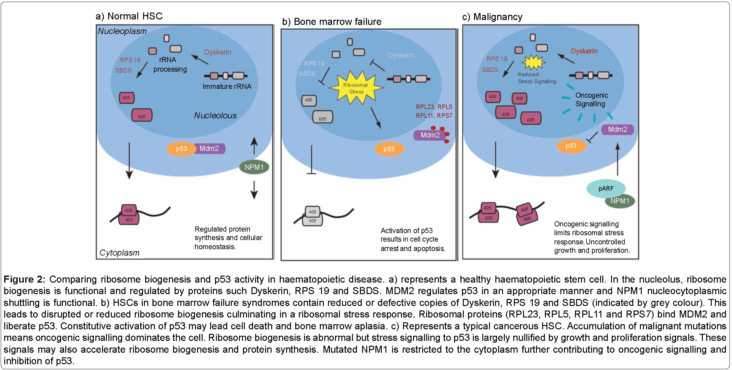 archive-bone-marrow-research-Comparing-ribosome-biogenesis-and-p53-activity