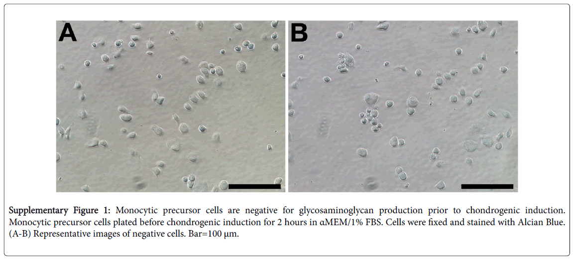 archive-bone-marrow-research-Monocytic-precursor-cells