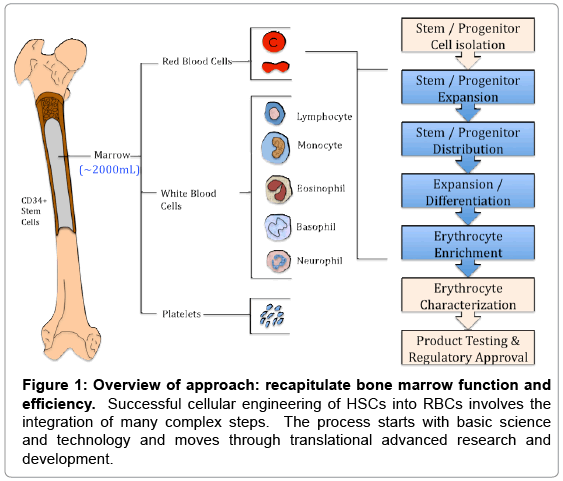 archive-bone-marrow-research-Successful-cellular-engineering