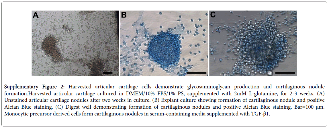 archive-bone-marrow-research-articular-cartilage-cultured