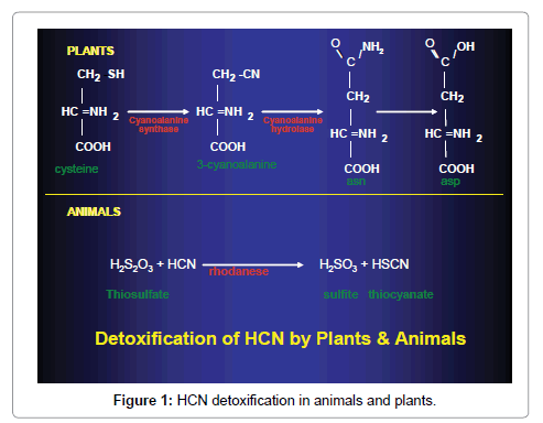 biochemistry-pharmacology-HCN-detoxification