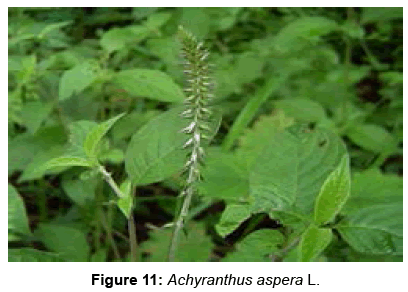 biofertilizers-biopesticides-Achyranthus-aspera